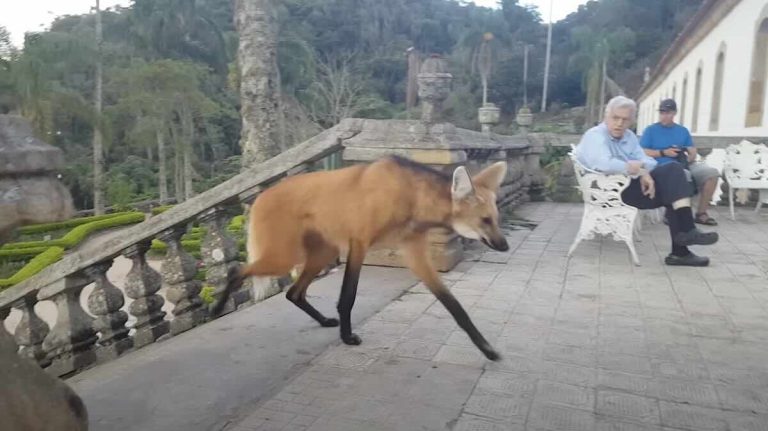 Maned Wolf Makes a Nightly Stop for Snack