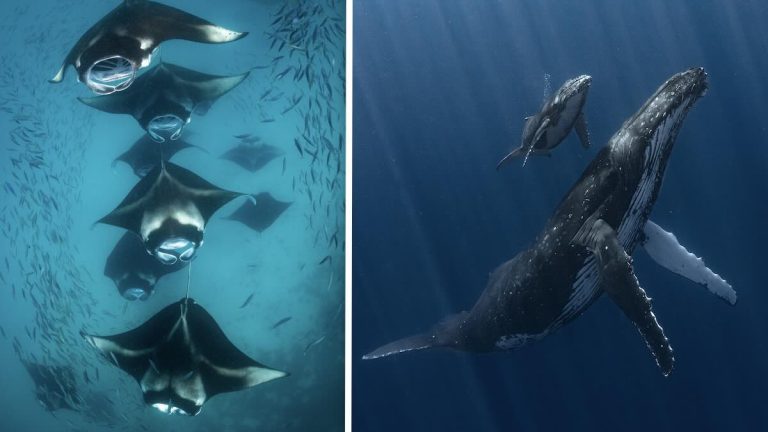 ocean photography 2025