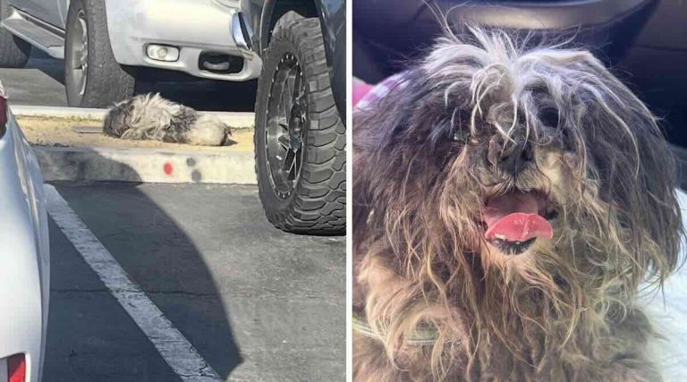 Determined Rescuers Save Dog Living Six Months In Parking Lot