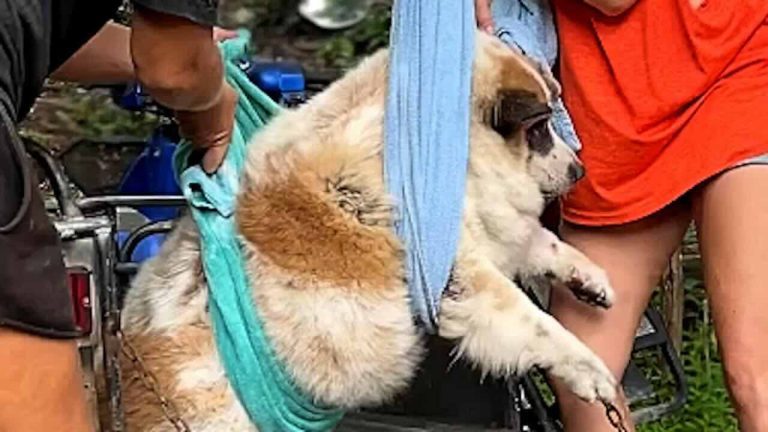 overweight dog rescued