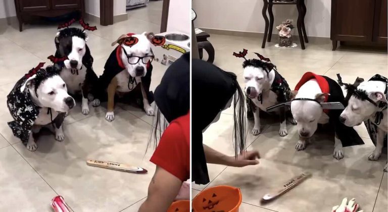 dog hijacks spin the bottle