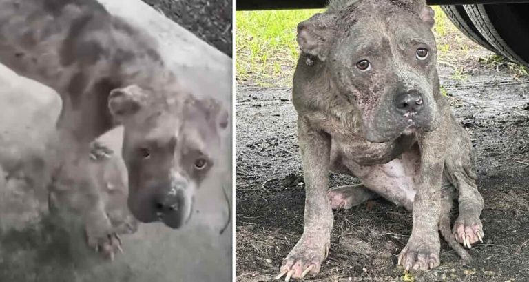 Stray dog seeks shelter during hurricane