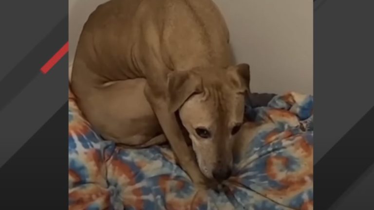 Scooby withdrawn dog