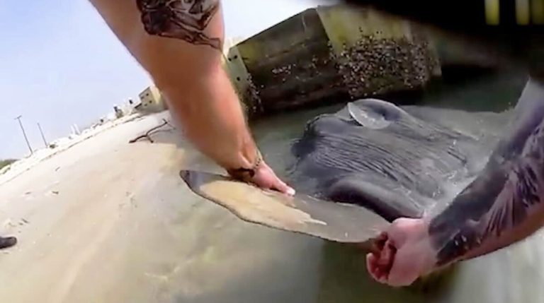 Cop rescues sunfish