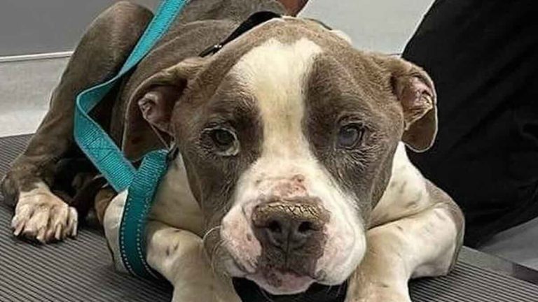 Starving Dog Rescued After Months Alone In Arizona Desert