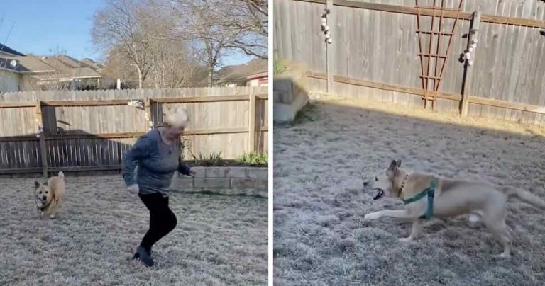 senior dog adopted