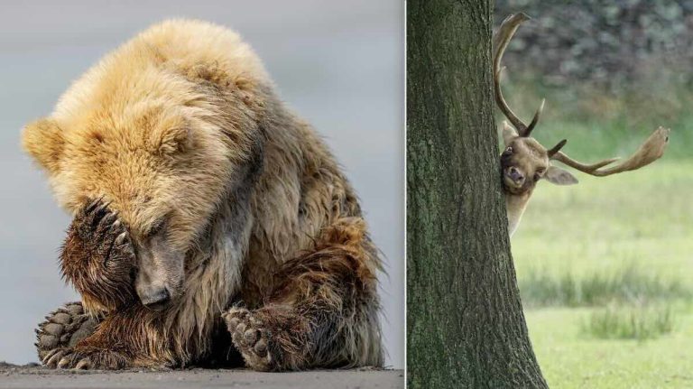 Nikon Wildlife Photography Awards