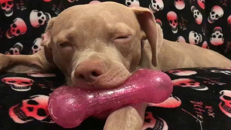 Rescue Dog Who Used Toys To Breathe Becomes Loving Foster Dad To Kittens