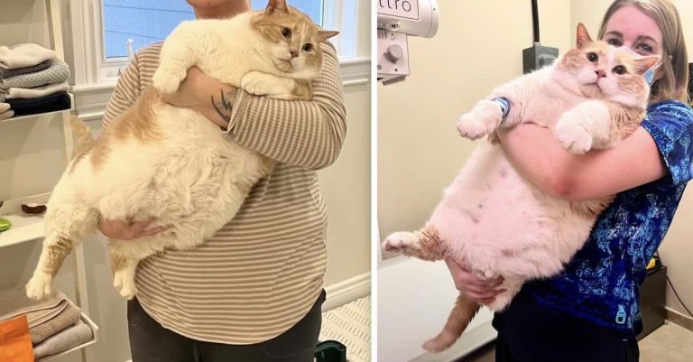 cat on weight loss journey