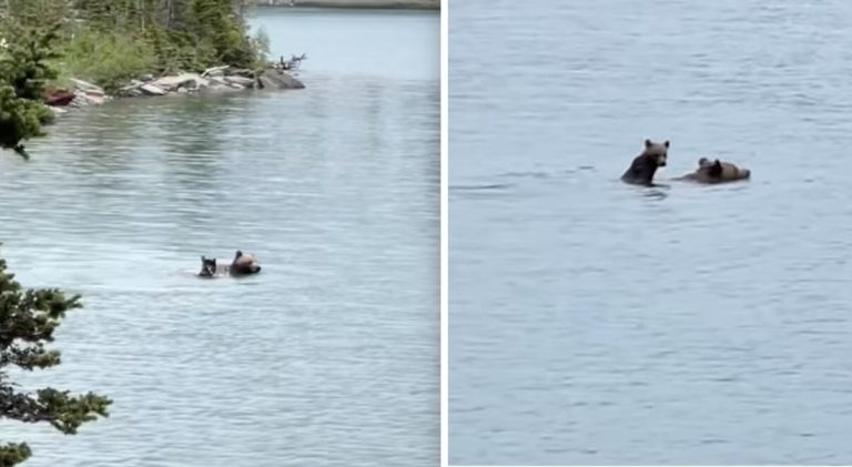 mama bear ferries cub across lake