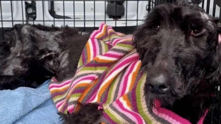 Emaciated Dog Out of Time Takes Miraculous First Steps Toward Recovery