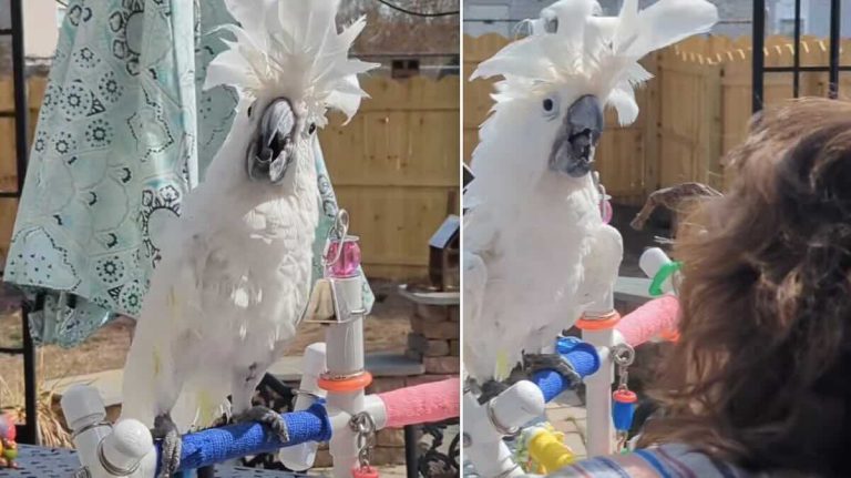 boo the cockatoo