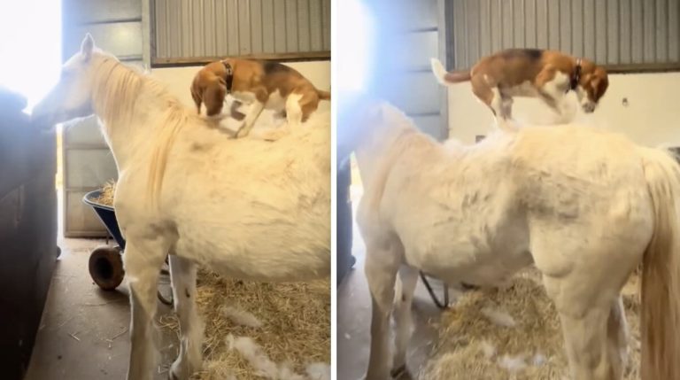 beagle brushes horse