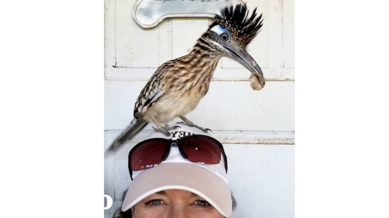 Roadrunner Returns Every Day To Dance And Bring Presents To His Rescuer