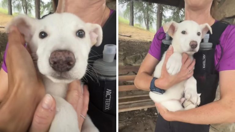 tiny puppy found in trash bag by runner