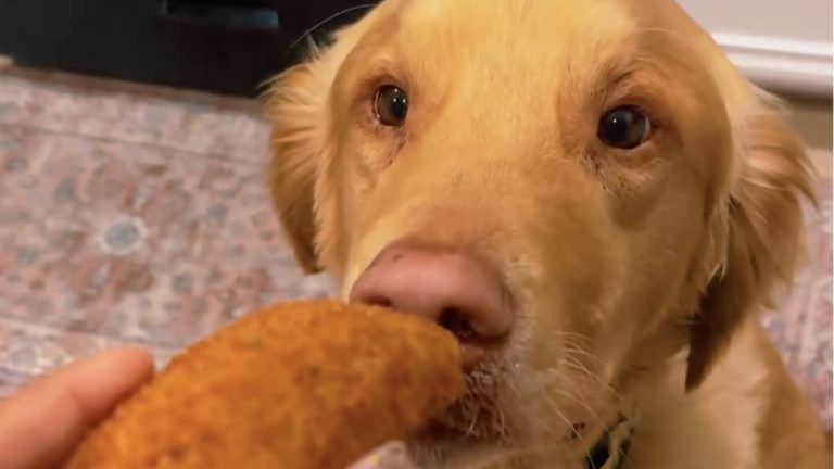 Dog Bites Into Cheese Stick, Gets an ‘Epic’ Surprise That Delights the Internet