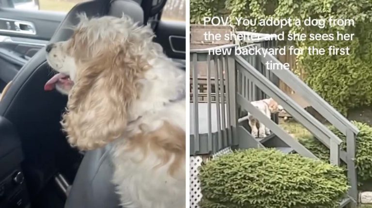 shelter dog sees new backyard