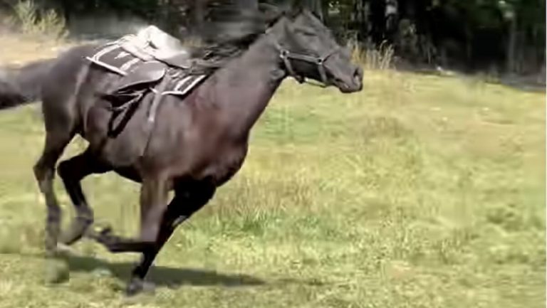 Cowboy's last ride