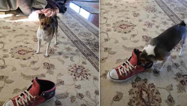 dog smells shoe