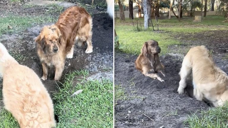 dogs digging hole