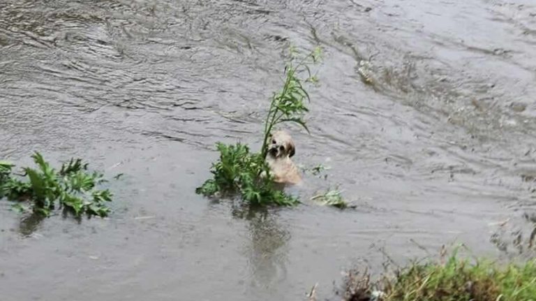 dog rescued from flooded bayou
