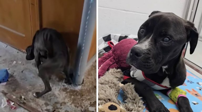 starving dog rescued from basement by realtor