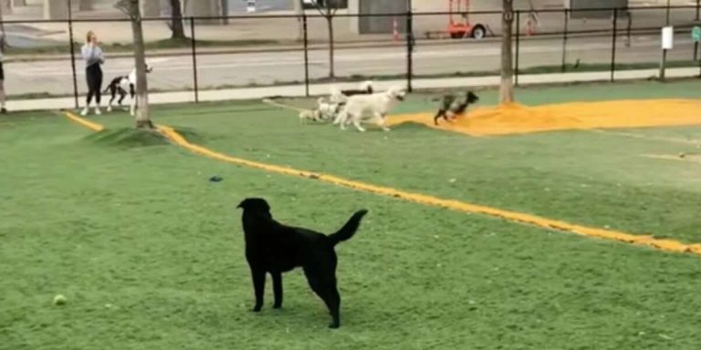Special Needs Dog Struggled to Make Friends Until One Small Dog Changed Everything