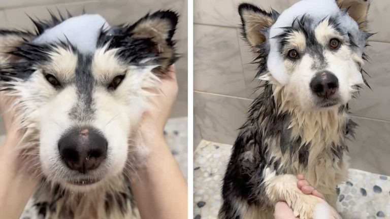foster husky transforms