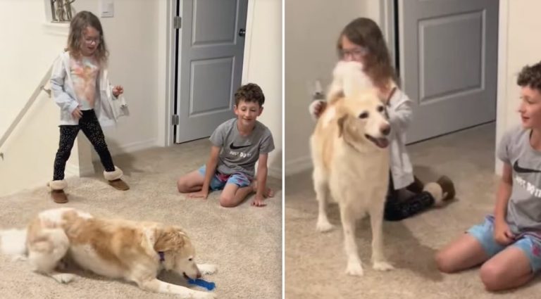 Senior dog plays with toy for first time.