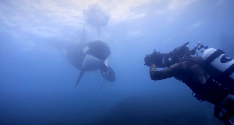 orca offers food to diver