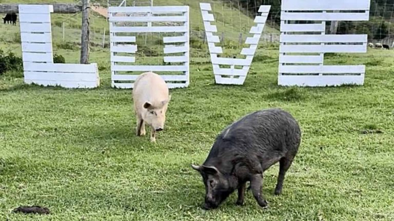 Pigs Fall Off Slaughter Truck And Right Into Wonderful New Life
