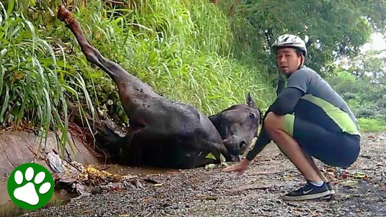 Cyclist Rescues Exhausted Pregnant Horse Entangled On The Road