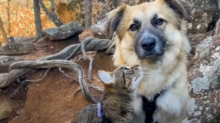 Rescued Dog And Cat With Traumatic Pasts Become Soulmates