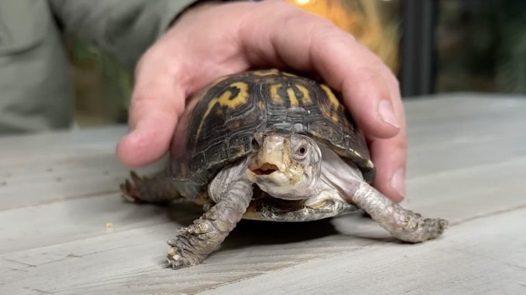 Turtle Kept on Kitchen Floor and Fed Cat Food Finally Feels Sun After 50 Years