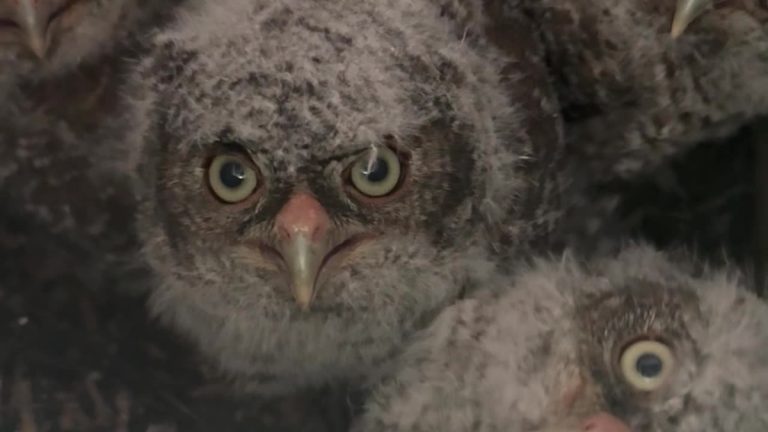 Woman Welcomes Adorable Feathered Family To Her Front Yard Owl Box