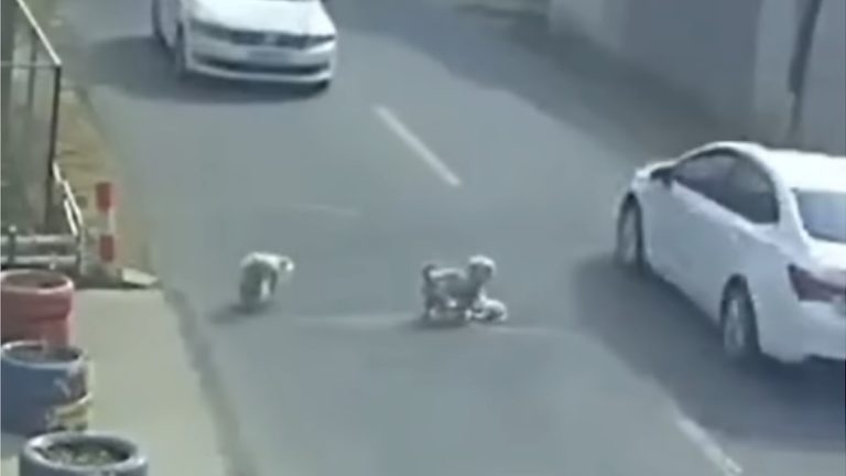 Stray Dogs Save Injured Pup in Heroic Rescue Caught on Camera