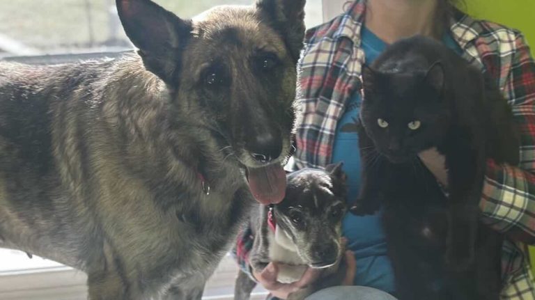 Two Dogs And Cat Found Together As Strays Are ‘Homeward Bound’