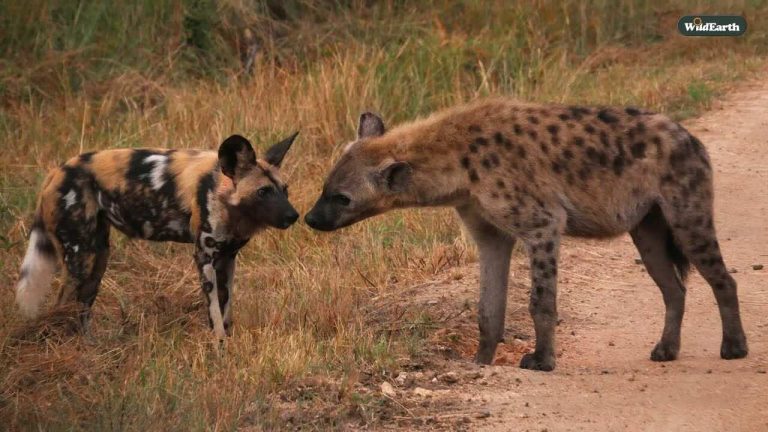 Wild Dogs and Hyenas Share A Rare Peaceful Moment And It’s Beautiful