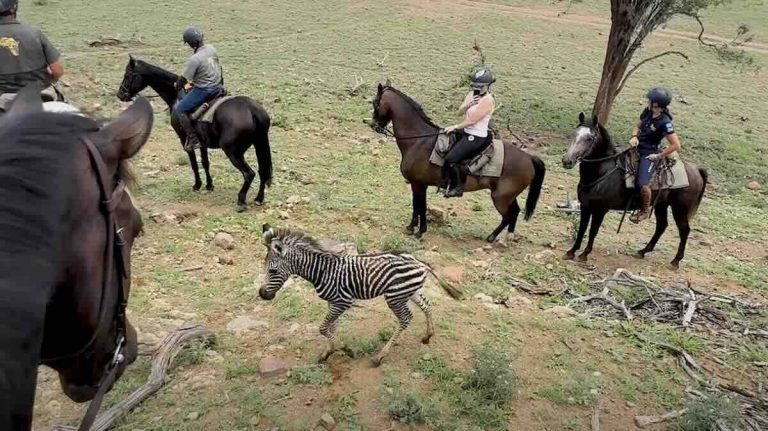 baby zebra rescued by horse riders