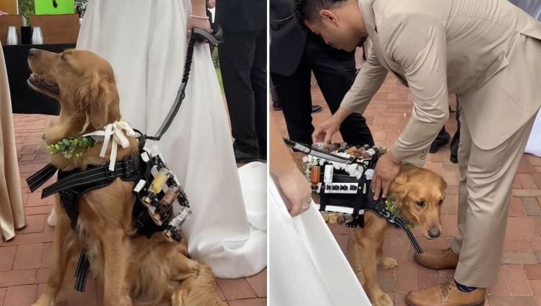 Dog bartender at wedding.
