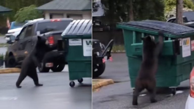 man spots bear moving garbage bin