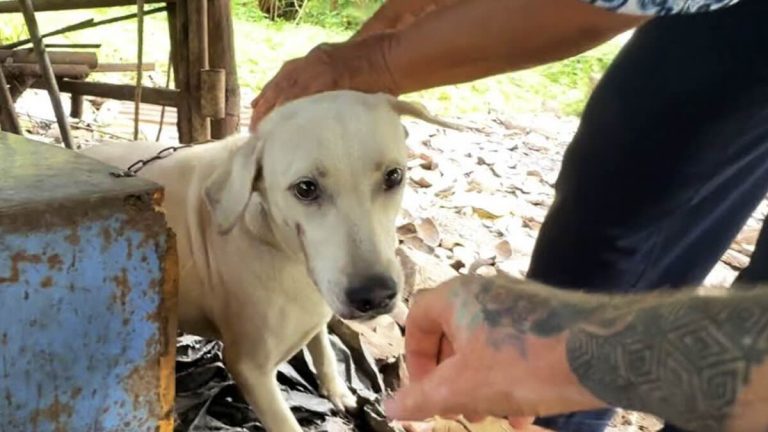 chained dog rescued in thailand