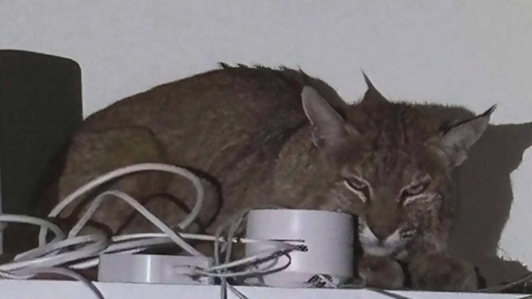 bobcat in living room