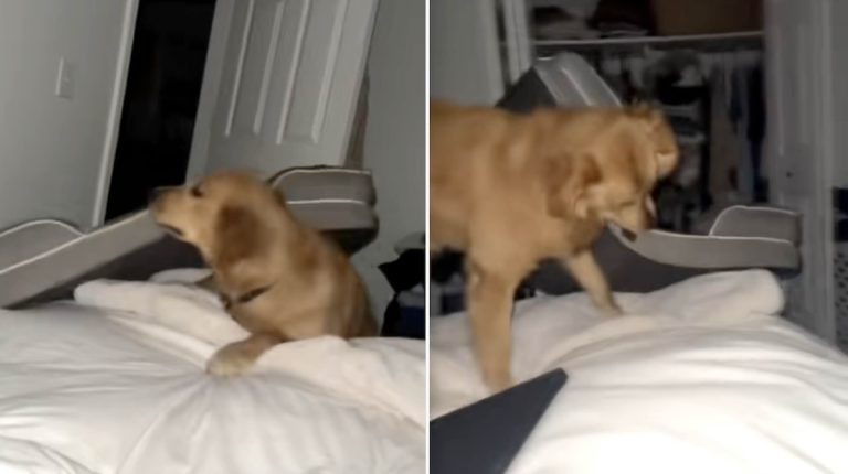 Golden Retriever Finds Hilarious Loophole in Bedtime Rules