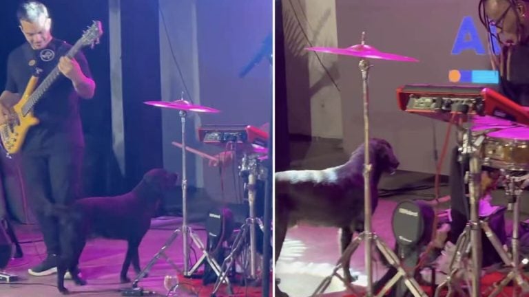 Dog Interrupts Concert to Ask for Drumstick — And This Drummer’s Response Stole the Show