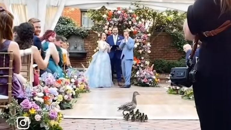 Adorable Duck Family Crashes Wedding and Leaves Everyone Smiling