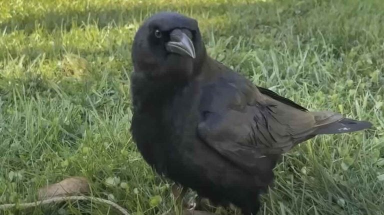 Jimini Crowket
