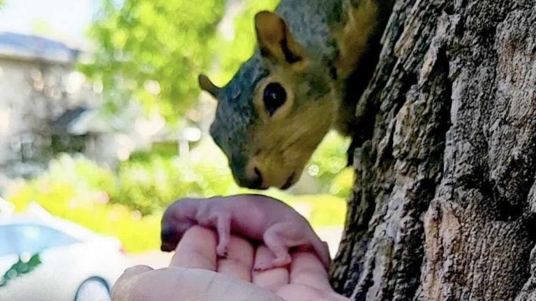 mama squirrel adopts baby