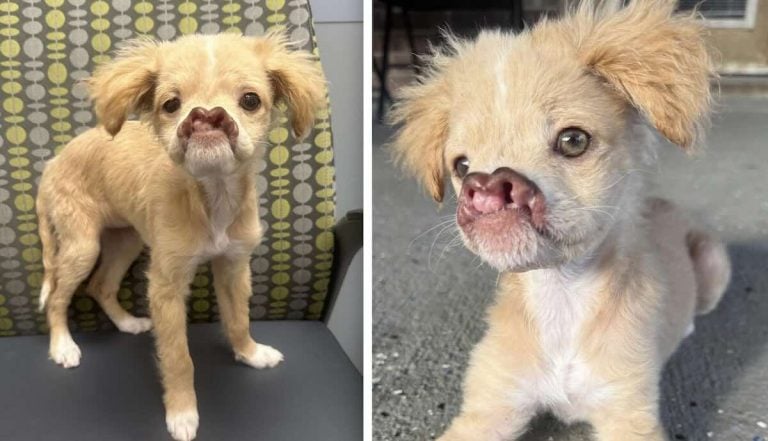 Adorable Puppy With Cleft Palate Ready To Find Her Forever Family