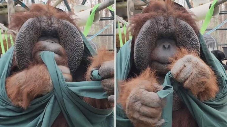 Patrick the orangutan ties a knot